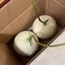 甜萌果蔬海南玉菇甜瓜 当季新鲜水果冰淇淋口感香瓜甜瓜正宗大果现摘现发 3斤装【尝鲜贵运费】净2.5 2A级|头茬精选【尝鲜优果】 实拍图