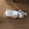 多格漫DoggyMan狗零食 名仕系列宠物鸡肉生牛皮卷39根/240g磨牙棒 短款 实拍图