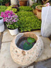 石头花盆原生态天然鹅卵石花瓶多肉铜钱草原石菖蒲盆鱼缸水培造景 无排水孔 外径12-15厘米深3厘米以上款随机 实拍图