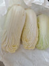 云南高原娃娃菜新鲜蔬菜生鲜乾隆白菜早餐火锅必备产地直发 浅黄色 新鲜娃娃菜3颗装*2包 实拍图
