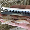 查干湖湖虾250g*2袋国产淡水湖天然生长白虾新鲜急冻小河虾源头直发包邮 实拍图