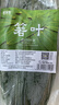 鲜窝窝 超大号粽叶100片 野生粽子叶宽粽叶新鲜箬叶端午节包粽子材料 实拍图