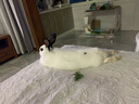 洁西 磨牙草棒 装兔子磨牙棒仓鼠龙猫荷兰鼠混合牧草磨牙零食20支*2罐 实拍图