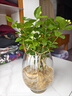 临雅水培绿植物花卉盆栽办公室内客厅桌面懒人水养鲜花卉四季开花盆景 【茉莉花】1盆5-7颗-土球发货 实拍图