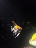 修医宠亚甲基蓝鱼药鱼缸杀菌消毒水族锦鲤鹦鹉白点小瓜虫寄生虫650ml 实拍图