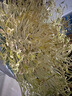 小熊（Bear）豆芽机 豆芽发芽神器 家用豆芽机全自动发豆芽 生豆芽神器家用 微电脑智能定时双层DYJ-S6108 实拍图