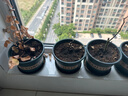 清韵伊人 月季花树苗爬藤当年开花月季花苗特大花盆栽地载庭院蔷薇 黑魔术【不爬藤】 实拍图