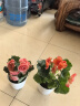 春沭 盆栽植物玫瑰海棠带花发货 四季海棠花盆栽 丽格海棠绿植盆栽 公主粉 含盆 实拍图