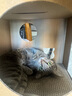 加仕高猫抓板窝瓦楞纸猫窝耐磨一体猫房子大号多猫封闭式双层猫咪纸箱屋 实拍图