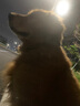 好主人  成犬粮狗粮泰迪金毛拉布拉多比熊萨摩耶柯基全犬种通用2.5kg 实拍图