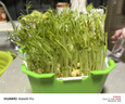 北蔬 水培蔬菜种子套餐豌豆芽苗菜发芽盆 (五角盒)豌豆苗水培蔬菜套装 实拍图