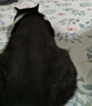 财咪【速喏】同款阿莫西林克拉维酸钾 宠物猫咪狗鼻支咳嗽感冒消炎 实拍图