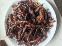 叮叮麦当季新鲜速冻 全母蚂蚱 去翅带卵籽蝗虫  雌蚂蚱 蚱蜢 东亚飞蝗虫 全母去翅带籽蚂蚱4斤 实拍图
