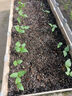 美乐棵蔬果种菜营养土园艺种植土花土肥料蔬菜水果种菜土100L 实拍图