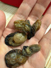 生蚝干 牡蛎干海蛎子干货 生蚝干150g 实拍图