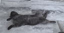 卫仕猫用A2亲和配方羊奶粉200g小猫宠物新生猫羊奶粉营养速补帮助成长宠物营养品猫咪羊奶粉 实拍图