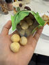 Member's Mark 芥末味夏威夷果仁 500g 500g 实拍图