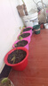 墨斗鱼营养土通用土壤种菜兰花多肉盆栽植物种植肥料椰糠泥花土30L 实拍图