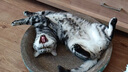 疯狂的主人 猫抓板窝超大号猫玩具猫爪板猫抓盆不掉屑猫窝碗形圆形瓦楞纸 实拍图