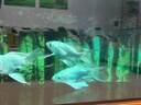 爬将军生态溪流鱼缸一体缸免换水自循环一体缸鱼缸桌面客厅卧室玄关鱼缸 80溪流缸【雨淋造浪+溪流灯】 实拍图