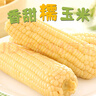 京鲜生 东北白糯玉米230g*8棒 新鲜甜糯玉米棒真空包装粘玉米 源头直发 实拍图