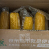 京鲜生东北水果玉米3.6斤 8根单根220g东北甜玉米棒开袋即食 源头直发 实拍图