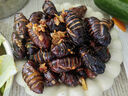 印禾年柞蚕蛹鲜活发货东北特产 新鲜茧蛹特级大黄蚕蛹黑蝉蛹活A级蚕蛹 25年新蛹 250g A级小黑蛹（约32只左右） 实拍图