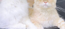 伊珊娜进口isb经典宠物沐浴露猫咪狗狗蓬松柔顺中毛 香蕉护毛素500ml 实拍图