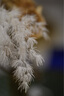 索尼（SONY）FE 70-200mm F2.8 GM OSS II 全画幅远摄变焦G大师镜头(SEL70200GM2) 实拍图
