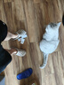 crocs卡骆驰洞洞鞋贝雅男鞋女鞋轻便耐磨一脚蹬拖鞋休闲鞋|10126 卵石色-2V3 40 (250mm) 实拍图