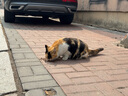 INSTINCT百利猫粮无谷鸡高蛋白鸡生鲜鸡冻干猫粮三文鱼幼猫猫粮成猫全阶段 经典无谷 鸡肉猫粮 5磅/2.2kg 实拍图