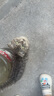 宅小宠利尿通猫闭尿狗膀胱炎尿道炎血尿排尿不通畅恩诺沙星片+呋塞米片 实拍图
