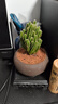 创享绿洲禅意莲花盆万重山仙人掌多肉植物花卉绿植盆栽阳台四季好养易活 万重山舍得盆+苔藓+方底座 实拍图