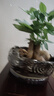 发财树盆栽大植物室内办公室桌面客厅小盆景招财树苗绿植花卉盆栽 造型款大号三杆 6-9cm【原盆】 【送肥料】 实拍图