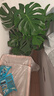 植男植女老桩龟背竹大盆栽客厅室内大型植物真绿植办公室新房好养源头直发 实拍图