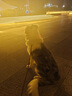 憨憨乐园宠物冰垫狗狗垫子防水夏季降温猫咪凉席泰迪金毛中小型犬用品 XXL 实拍图
