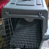 腆宠宠物航空箱小号 猫咪航空箱猫狗 猫包猫笼外出车载猫箱狗狗托运 实拍图