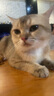 卫仕猫多维240片定制猫用复合维生素片维生素b美毛宠物营养猫咪维生素 实拍图