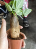 发财树盆栽大植物室内办公室桌面客厅小盆景招财树苗绿植花卉盆栽 单杆发财树 3-5cm【繁星吸水盆】 【送肥料】 实拍图