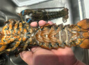 鲜京采【活鲜】波士顿龙虾波龙净重450-550g/只 保鲜不保活 源头直发 实拍图