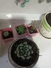 多肉组合盆栽阳台盆栽喜阳植物新手福利按图发货品种花卉好养 碧桃+粉公主+娃娃+蓝精灵+送盆土 实拍图