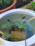 招财如意锦鲤冷水观赏鱼大型纯种精品红白三色招财鱼好养耐活风水鱼活鱼 一帆风顺（随机颜色1条） 8-10cm 实拍图