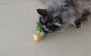 贵为（GiGwi）翠鸟发声逗猫玩具小猫咪幼猫自嗨解闷神器磨牙耐咬宠物玩具逗猫棒 实拍图