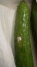 大希地 蔬菜膳食肠2斤（1斤*2袋）无淀粉 冷冻火山石烤肠 儿童烤肉肠 实拍图