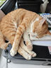 皇家绝育成猫粮 SA37通用粮 1-7岁10KG 实拍图