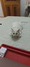 普安特宠物狗狗猫咪滴眼液眼药水狗狗泪痕眼屎多洗滴眼液金银花贝朗明 实拍图