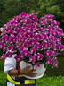 Only you【两小时达】蝴蝶兰带花苞花剑花盆真花兰花盆栽开业乔迁佛堂供花 8株紫色（瓷盆随机） 实拍图