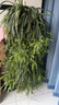 美乐棵植物通用营养液磷酸二氢钾花肥肥料绿萝发财树植物营养液500ML 实拍图
