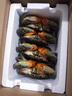 【活蟹】掌昕鲜三门青蟹 公母对蟹（6-7两/只）4只 生鲜活螃蟹海鲜水产送礼盒源头直发 实拍图