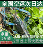 澳洲鲜活小龙虾超大特大淡水养殖清水蓝龙虾一两以上（干净免刷） 2两3斤装（一斤大概4-5只） 实拍图